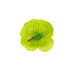 bloem corsage roos lime - 1
